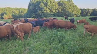 Selecting a Grass Genetic Cow