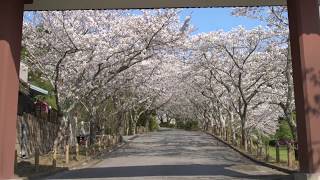 【千葉・一宮】VISIT ICHINOMIYA 春爛漫里山サイクリング