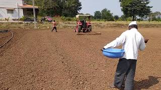 कांदा बियाणे कसे टाकावे,कांदा बी कशाप्रकारे टाकले जाते /onion seeds plantation process