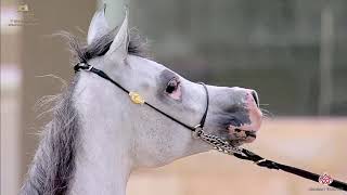 N 109 AMJAAD AL KIFAH   The Breeders Cup   Kuwait 2020   Straight Egyptians   2 Years Old Fillies Cl