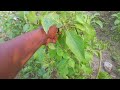know the power of the basil leaves. Spiritual uses and medical use of basil plant