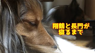 【シェルティ】翔鶴と長門が寝る様子【寝落ち】