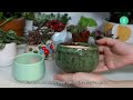 how to care for fittonia nerve plant fittonia plantcare plants houseplants