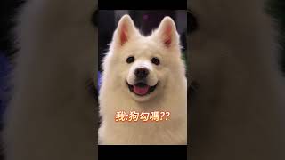 狗勾皇帝笑話 #meme #梗圖 #迷因 #搞笑#笑話  #shorts