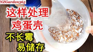 【鸡蛋壳】花园种植一宝，可做肥，可防虫，用之前先处理好