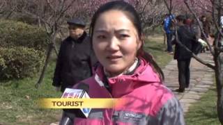 Plum blossom in E China