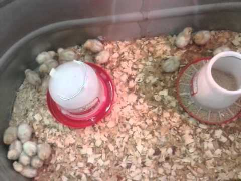 buying silkie chickens at Tractor Supply buying silkie chickens at Tractor Supply