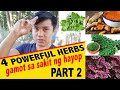 (PART 2) NATURAL NA HERBAL GAMOT SA SAKIT NG MANOK | Chicken Farming Business, Pastured chicken tips