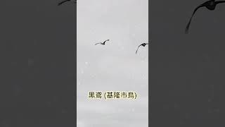 直達海洋廣場｜天上是黑鳶｜9006 都會通 (陰天版)