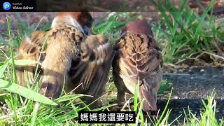 麻雀成鳥餵食幼鳥mother saprrows  feed their fledglings.#麻雀 #sparrow #スズメ