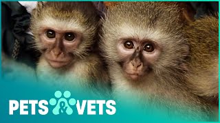 Baby Monkeys Saved From Illegal Pet Trade | Wildlife Nannies