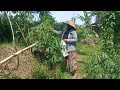 panen sayur di sawah sama mbak yu.