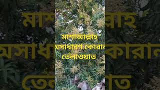 মাশাআল্লাহ আলহামদুলিল্লাহ অসাধারণ কোরান তেলাওয়াত  #duet #food #wildanimals... more