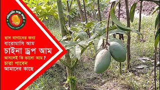 গৌড়মতি এগ্রো ফার্ম । বারোমাসি চাইনা  ড্রপ আম আসলেই কি ভালো আম!! । বারোমাসি চায়না ড্রপ আম