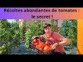 Récoltes abondantes de tomates : le secret !