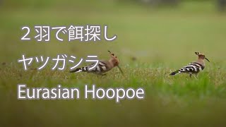 【２羽で餌探し】ヤツガシラ Eurasian Hoopoe