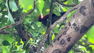 Banded Woodpecker 1