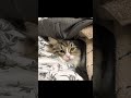 洗濯物に潜ってニヤリ顔のもふ猫はこちらです【サイベリアン】kitten hiding in the laundry.