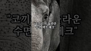 코끼리의 놀라운 수면 팩트체크