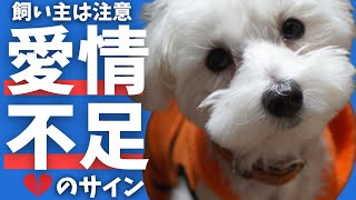 実は不満だった！？愛犬が愛情不足と感じた時にする行動