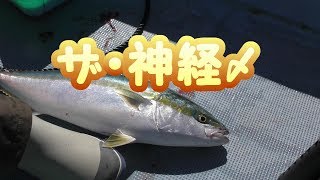 青物を神経〆してみた