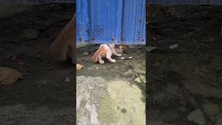 খুব সুন্দর একটি বিড়াল ছানা/#cat #cat lovers#cat life #viral #animals #youtube short #green nursery