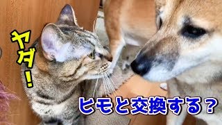 猫の遊びに笑顔でついてまわる柴犬 Shibainu follow a cats about