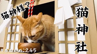 猫神社・猫と犬の暮らしVlog【本日のぬこ245】