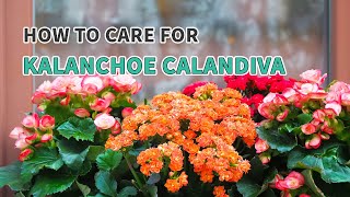 Best tips | How to care for Kalanchoe Calandiva #succulent #kalanchoe #calandiva