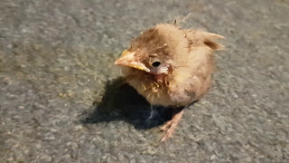 Feeding Baby Bulbul 2016 7AM Part 2