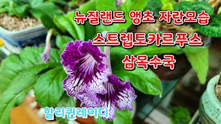 #뉴질랜드 앵초씨앗 파종하여 자란모습 보세요