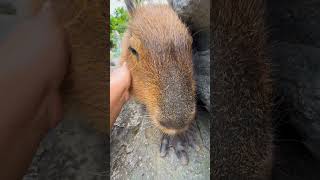 Adorable Capybara Moment .#capybara #animal #pet #cute