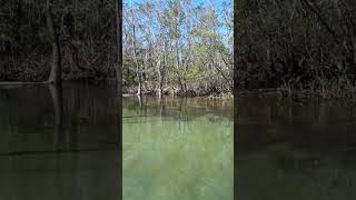 Meditation Minute 178 - #relaxing #hiking #trees #nature #meditation #calming #river #water