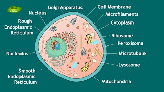 Animal Cell Structure And Function Animal Cell Model Basic Science