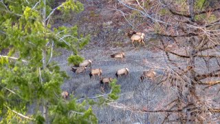 The Elk Came RUNNING!!