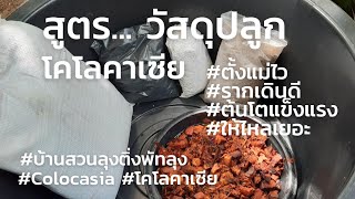 Ep.145 #สูตรวัสดุปลูกโคโลคาเซีย #ตั้งแม่ไว #รากเดินดี #ต้นโตแข็งแรง #ให้ไหลเยอะ  #Colocasia