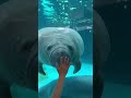 1 reason why this manatee squishy face too cute. funny face i love you 😍 is going viral