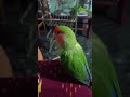 parrot cute voice 🥰😂👈 viral live stream in the world viral short video parrot live show