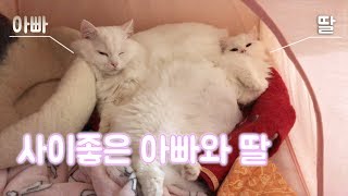 사이좋은 아빠와 딸 고양이 부녀~