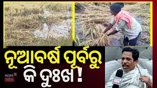 ବର୍ଷା ଧାନ ଓ ପନିପରିବା ଚାଷୀଙ୍କ ଉପରେ ଦାଉ Low Presure Rain In Odisha | Weather Update | Odisha Rain| IMD