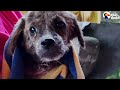 Stray Puppy Gets Rescued And Can't Stop Jumping For Joy  The Dodo