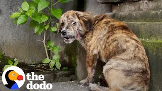 Stray Puppy Gets Rescued And Can't Stop Jumping For Joy | The Dodo