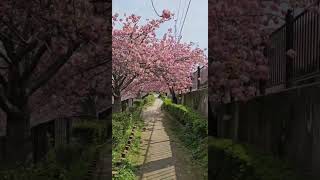 箕面滝道おもしろ動画(番外編)　　あなたの出番です、八重桜