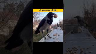 কাকদের মাথা নষ্ট করা বুদ্ধি||#shorts #shortsvideo #facts #shortsfeed