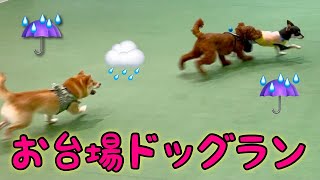 愛犬とお台場デート【室内ドッグラン・ドッグカフェ】チワワ×ミニピンのミックス犬チワピン