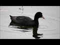 コサギ　カイツブリ　アジサシ　カワセミ　オオバン　カワセミ　今日の鳥