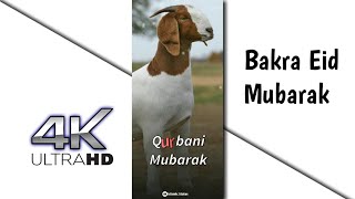 Bakra Eid Status | 4k Status Full Screen | Eid Ul Adha New Status #shorts