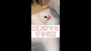 【白文鳥】順番待ちをする文鳥　すずとマロン【Java sparrow】 #shorts