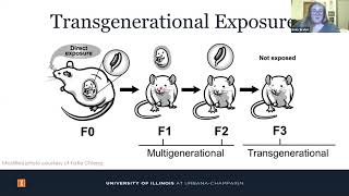 Exposure to Phthalates and Aging