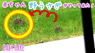 【野うさぎ】野生のうさぎ（子うさぎ）が庭にやってきた！Baby tiny little Hare come to my yard